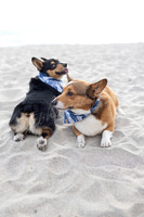 Beach doggos proofs